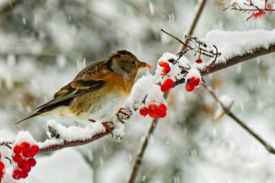 Hivers