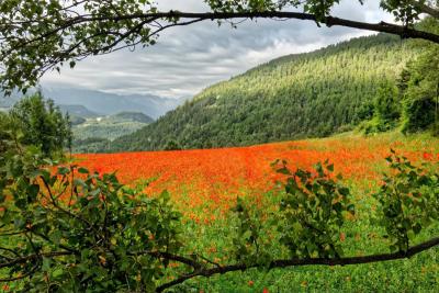 Coquelicots