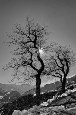 Une photo magnifique et pleine de poésie ! La lumière, les arbres et les paysages enneigés composent une image d’une grande élégance. Un superbe travail artistique.