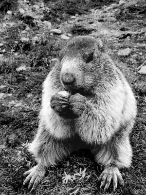 Marmotte